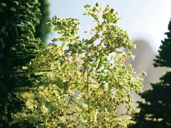 Noch 23100 – Nature Trees