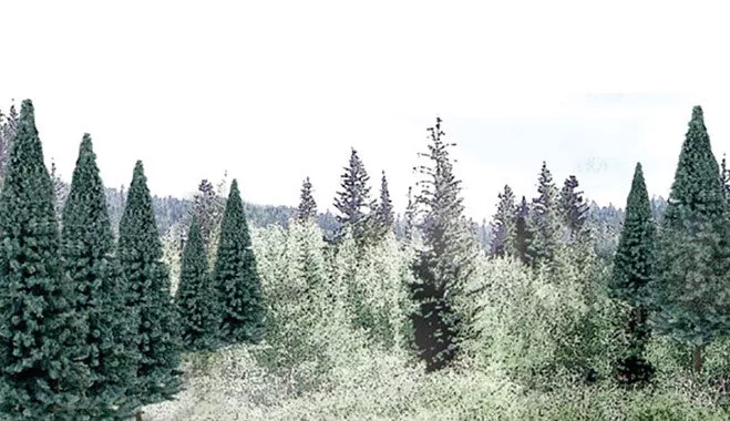 WTR1587 TR1587 Blue Spruce Trees 2 – 4 inch (Pack of 18)